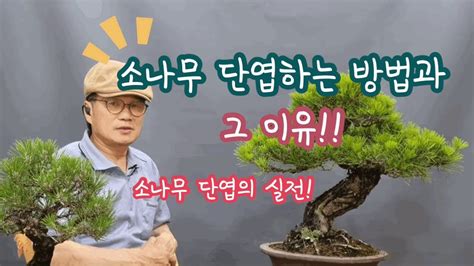 소나무 단엽을 어떻게 하는가 소나무 단엽의 실전 Artofit