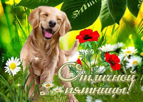 Классная открытка с собачкой Отличной пятницы!- Скачать бесплатно на ...