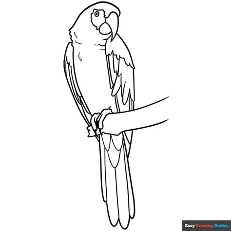 Scarlet Macaw Coloring Page Easy Drawing Guides