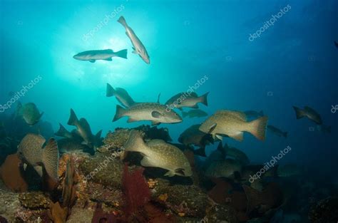 Groupers From The Sea Of Cortez Stock Photo By ©photonatura 45126449