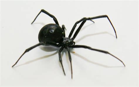 Venomous Spiders to Watch Out for - UF/IFAS Extension Suwannee County