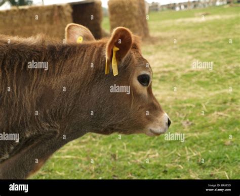 Jersey cow calf in field Stock Photo - Alamy