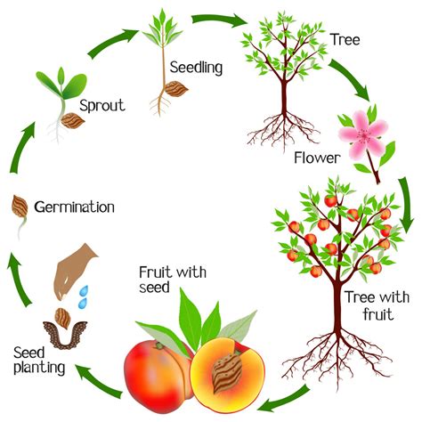 Biology How Plants Grow Level 1 Activity For Kids Uk