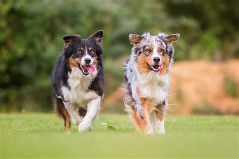 Top 20 Sporting dog breeds - Onlinedogworld