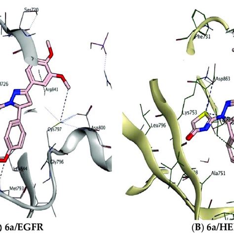 D Binding Interactions Of A In A Egfr And B Her Binding Pockets