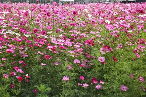 Pink Cosmos Flower Stock Image Image Of Field Bright 36511933