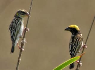 burung manyar arena burung