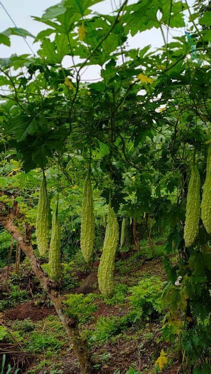 How To Grow Bitter Gourd Karela At Home