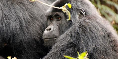 Wild Animals In Uganda Wildlife Conservation - Africa Adventure Vacations