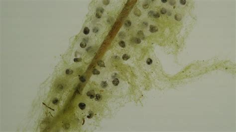 Frog Egg Development : Boreal Chorus Frogs (time-lapse video)