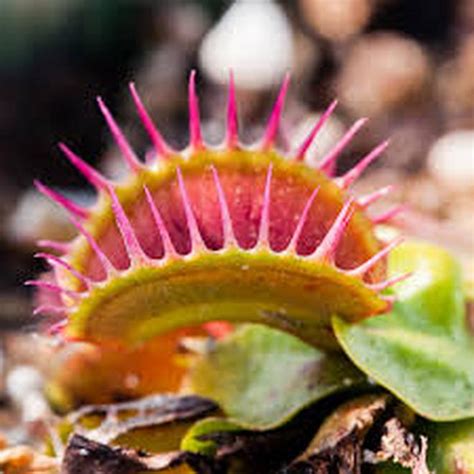 Insectivorous Plant Seeds Dionaea Muscipula Venus Flytrap Seeds