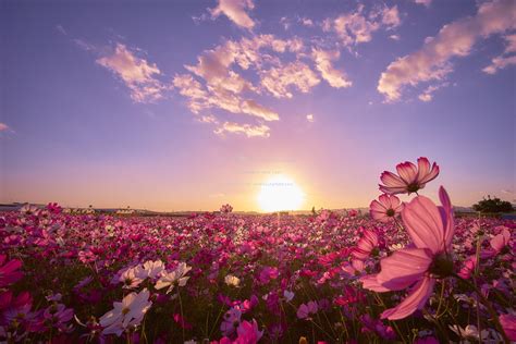 Field Of Flowers At Sunset