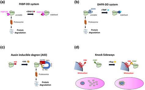 Proteinbased Conditional Strategies A In The FKBPDD System A FKBP