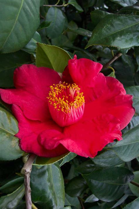 Camellia Reticulata – Camellia Grove Nursery