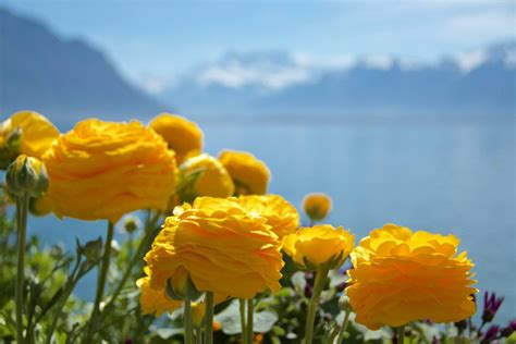 Discover Spring in Switzerland | Jan Adventures