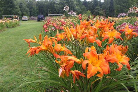 Lewis Daylily Garden Crintonic Gardens The Daylilies Of Curt Hanson