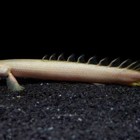 Bichir Fish Archives | Aquarium Fish India