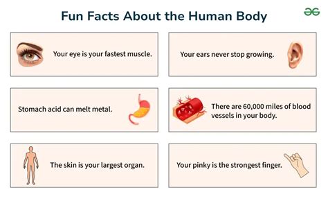 Fun Facts About the Human Body - GeeksforGeeks