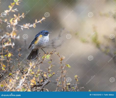 red flanked bluetail stock photo image  group cute