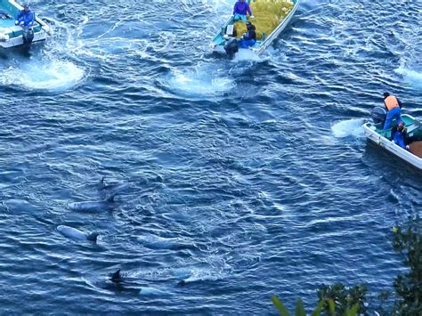 The bloody truth behind Japan’s dolphin hunting | Wildlife - Qatar Marketers