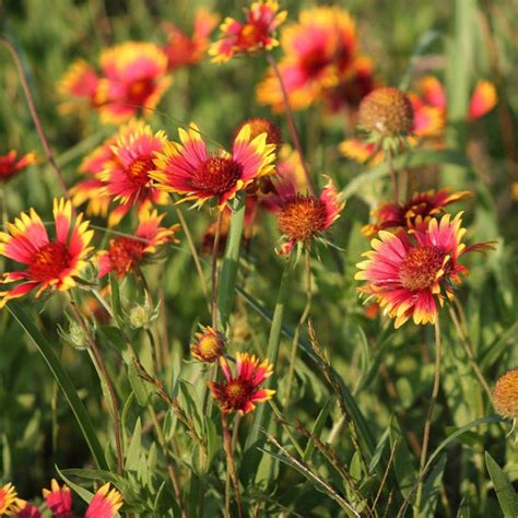 Gaillardia Seeds Perennial Sow True Seed