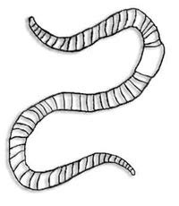 Annelida - worms and leeches