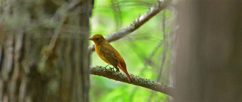 Juvenile Summer Tanager Alan Flickr