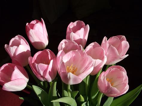 Easter tulips | Flowers, Love flowers, Tulips