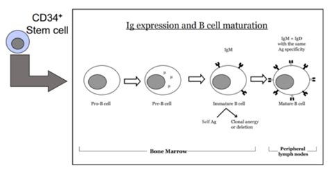 Lecture B Cell Differentiation Humoral Immunity And Activation