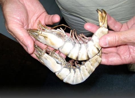 Giant Shrimp Invade Atlantic Waters Including Southeast U S