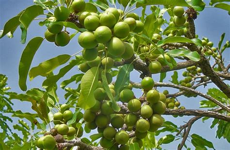 Key Facts About The Shea Tree | Northernghana.net