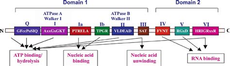 Conserved Sequence Motifs Of Eif4adead Box Rna Helicases Of