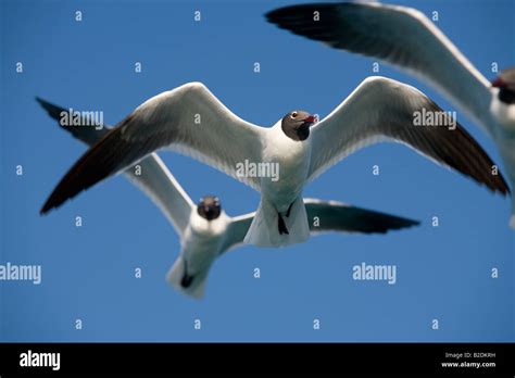 Laughing Gulls In Flight Caribbean Stock Photo Alamy