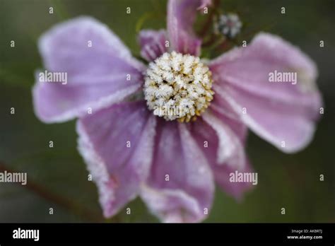 Pink Cosmos In Frost Cosmos Bipinnatus Sonata Pink Stock Photo Alamy