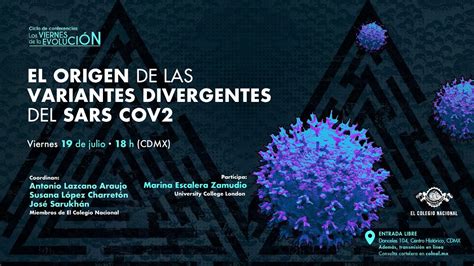 El Origen De Las Variantes Divergentes Del SARS CoV 2 Ciclo Los