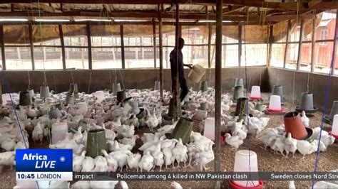 Nigerian Poultry Farmers Warn They Re On Brink Of Collapse In Key Industry Youtube