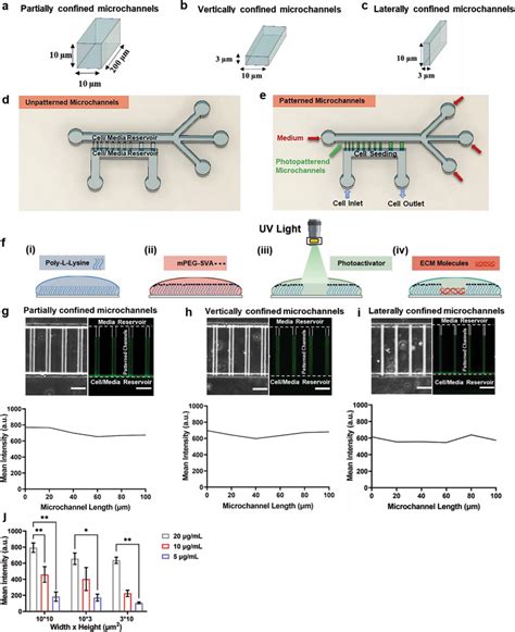 ECM Deposition On Microchannel Walls Using Photopatterning Ac 3D