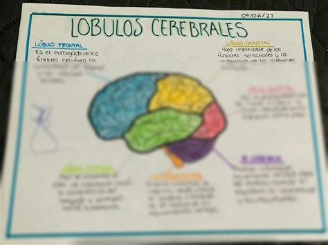 Solution Lobulos Cerebrales Studypool