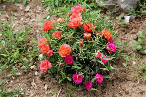 Moss Rose O Portulaca Grandiflora O Rose Moss O Ten Oclock O Mexican