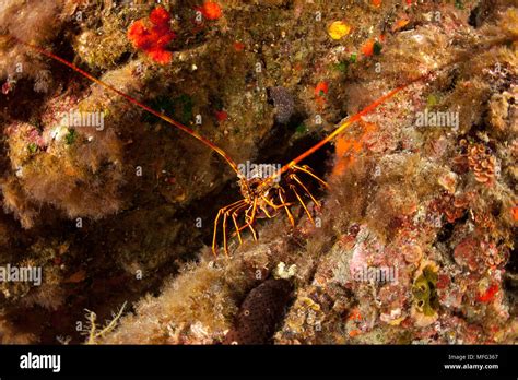 Lobster Palinurus Elephas Ustica Island Italy Thyrrenian Sea