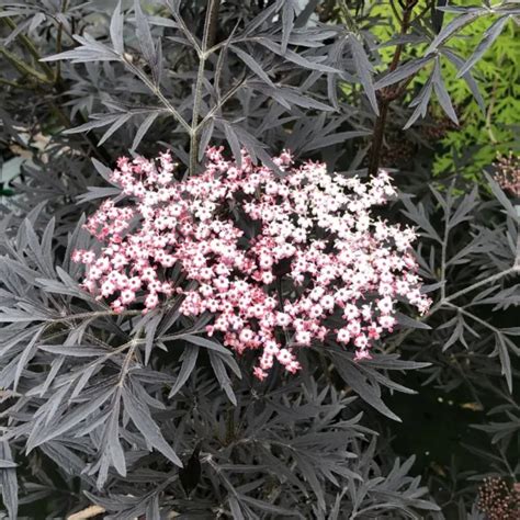 Sambucus Nigra Black Lace Elderberry Hardy Live Plant Proven Winners