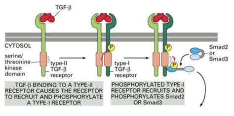 Enzyme Linked Receptors Rtks Rstks And Tyrosine Kinase Associated