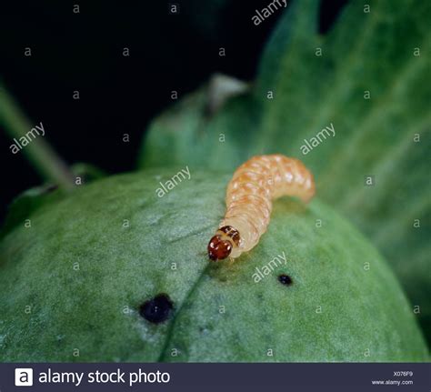 Pink Bollworm Moth Larva Stock Photos & Pink Bollworm Moth Larva Stock ...