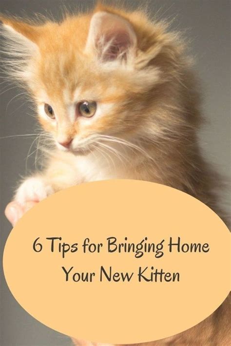 Bring Home Your New Kitten Tips For A Successful Adjustment To New