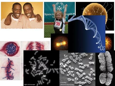 Ppt Intro To Genetics Dna Structure And Function Powerpoint