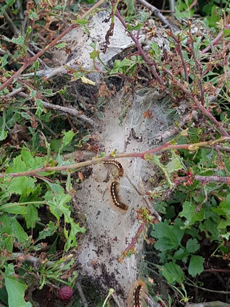 Brown-tail Moth Control, Brown-tail Moth Removal & Treatment Services
