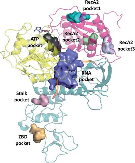 Overview Of Binding Pockets Coloured Surfaces Identified In The Holo