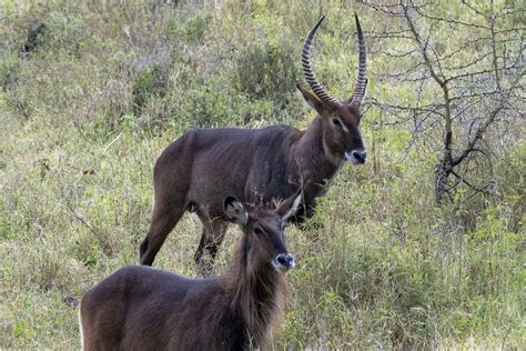 Day Samburu Aberdare Ol Pejeta Conservancy Meru Nakuru National