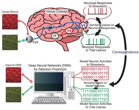 Correspondence Between Representations In Visual Cortices And Neural