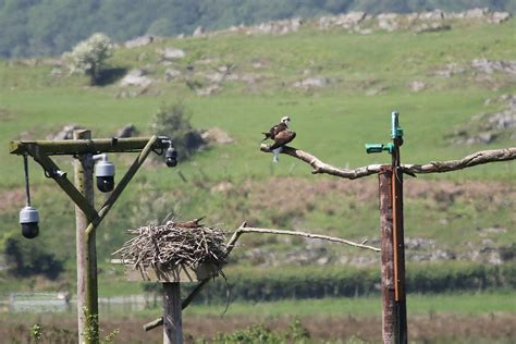 Osprey Pair Taken At Cors Dyfi Nnr Mid Wales On Th Ma